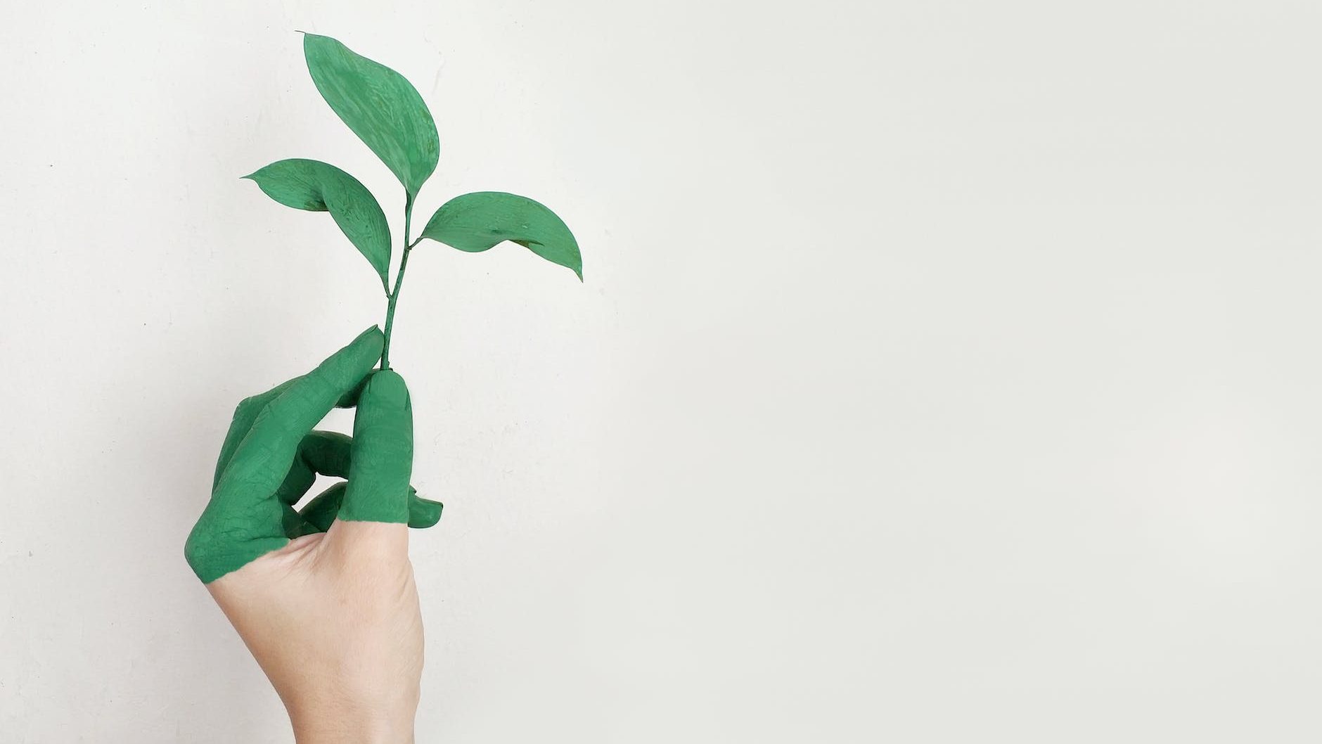 person s left hand holding green leaf plant